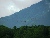 Scarlet Ibis across the Northern Range