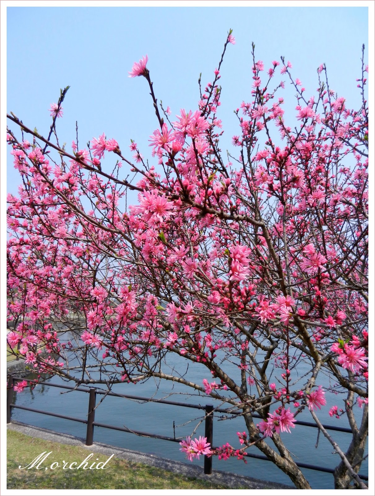 Orchid S Daily Voice Home Page Two Rare Flowers For Me