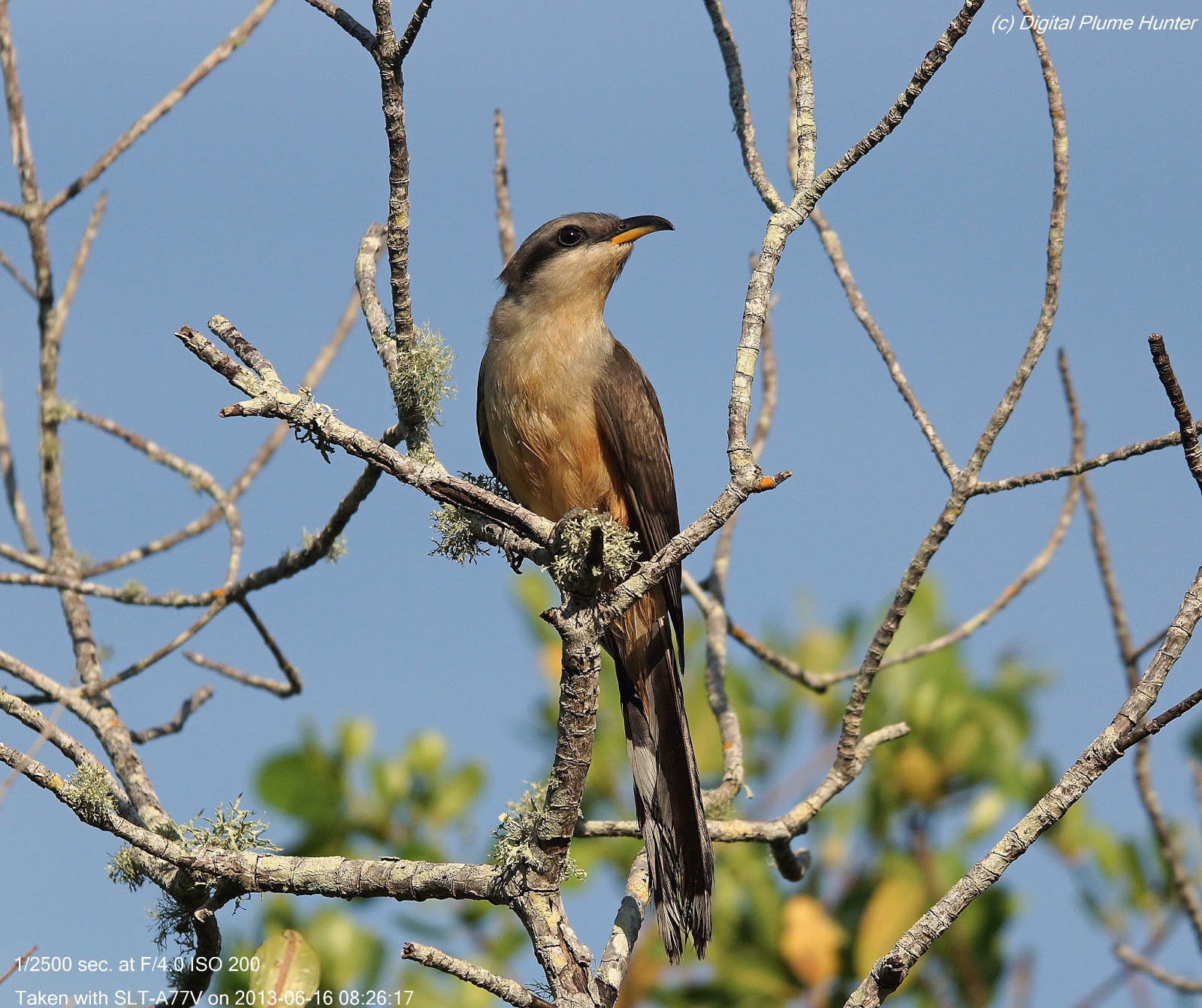 Hunting Digital Plumes in the US and Beyond SW Florida Specialties