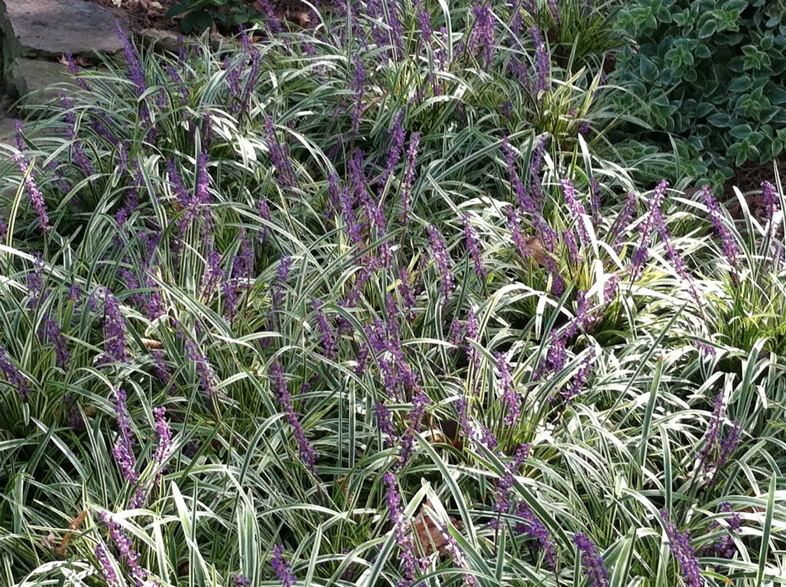 Garden Musings from Memphis Area Master Gardeners Not All Monkey Grass