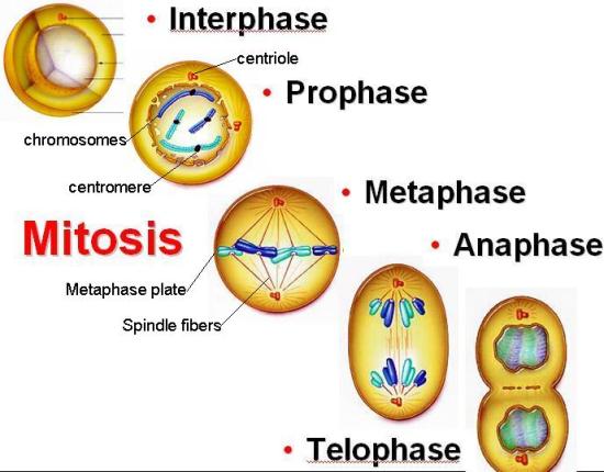 Science Matters Mitosis and Meosis
