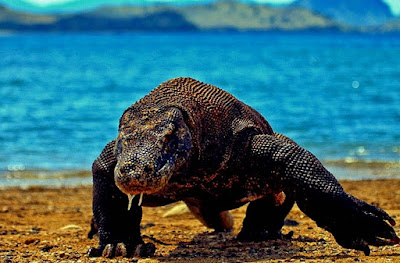 Komodo Komodo