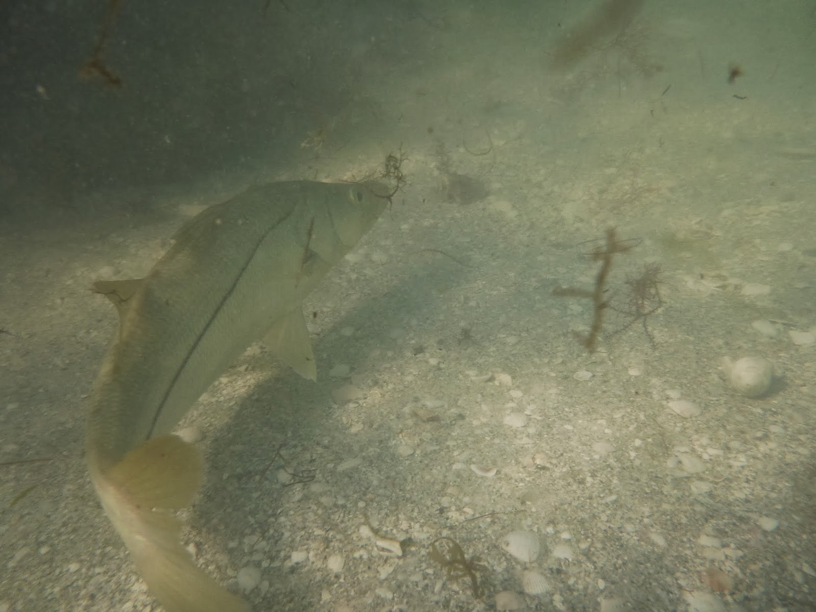 Marine Life February 2014