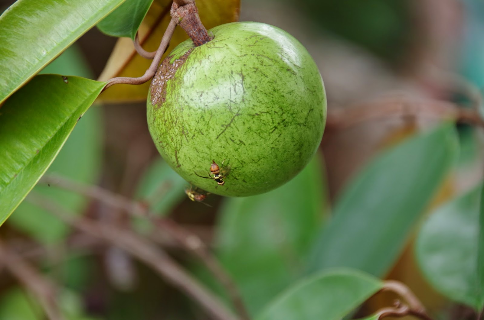 Trees and Plants: Star Apple or Caimito (Chrysophyllum cainito)