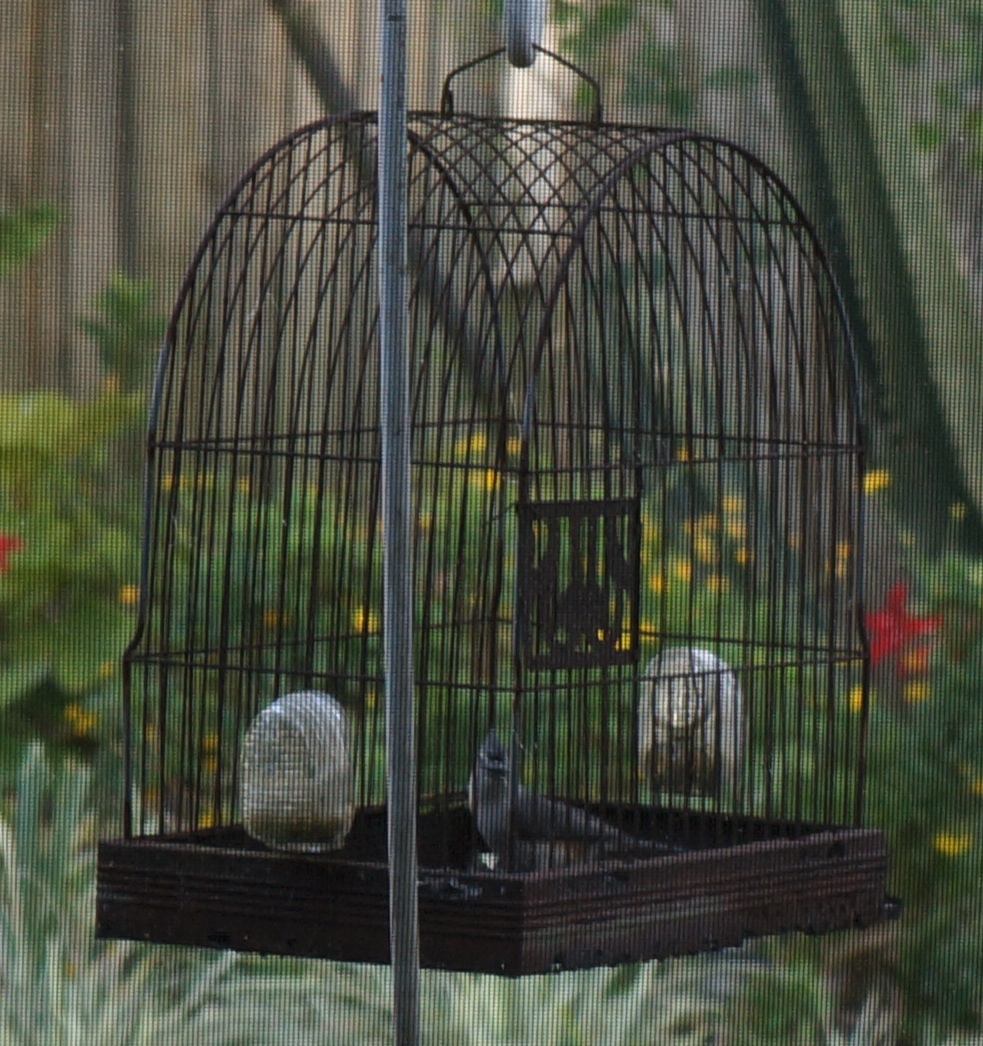 Perfectly Amusing birds love my garden and feeders try this, use a