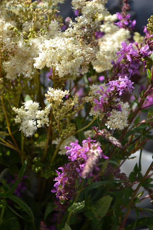 Blühendes vom Gewässerrand Allegrias Landhaus