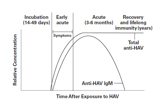 Hepatitis B Serology Interpretation Chart