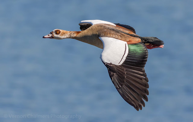 Egyptian Goose in Flight over the Diep River / Table Bay Nature Reserve