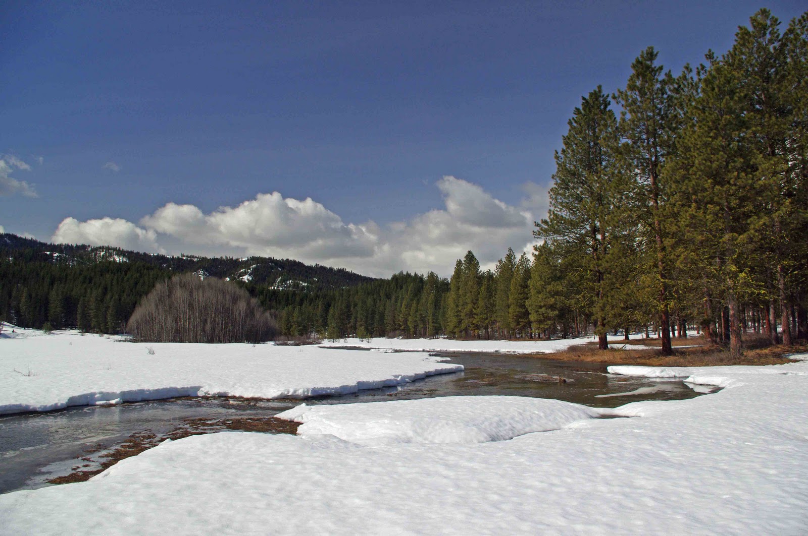 Camas Meadows More Spring and Less Snow.....