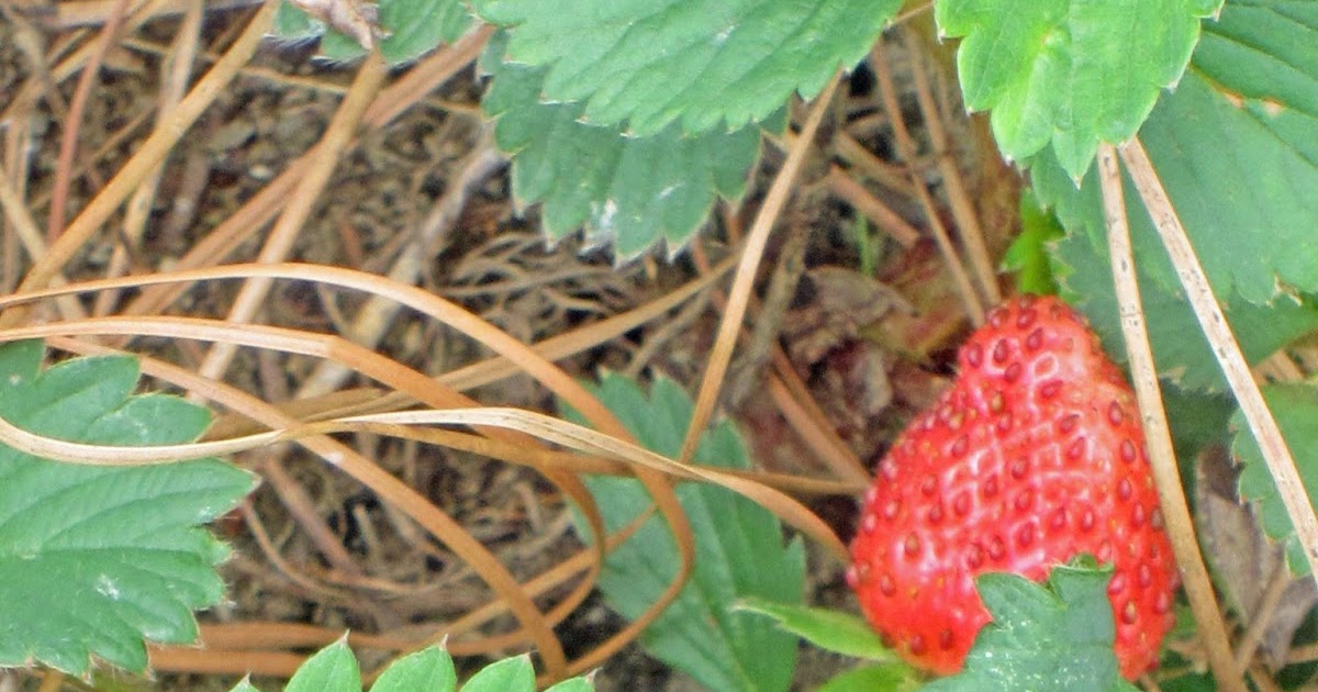 Hibiscus House Strawberry Patch & Wild Critter