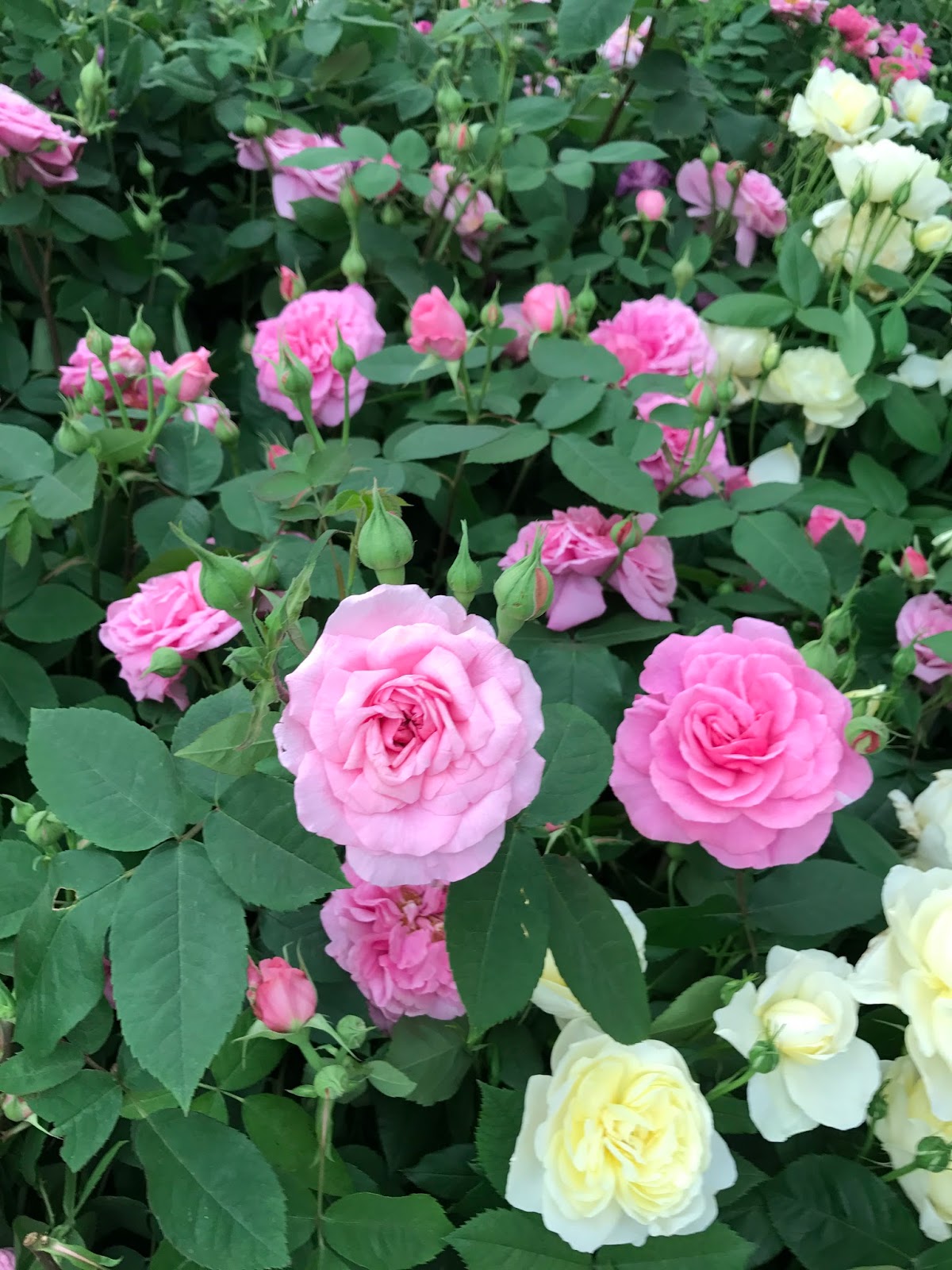 London - The Chelsea Flower Show - Roses and Rolltops