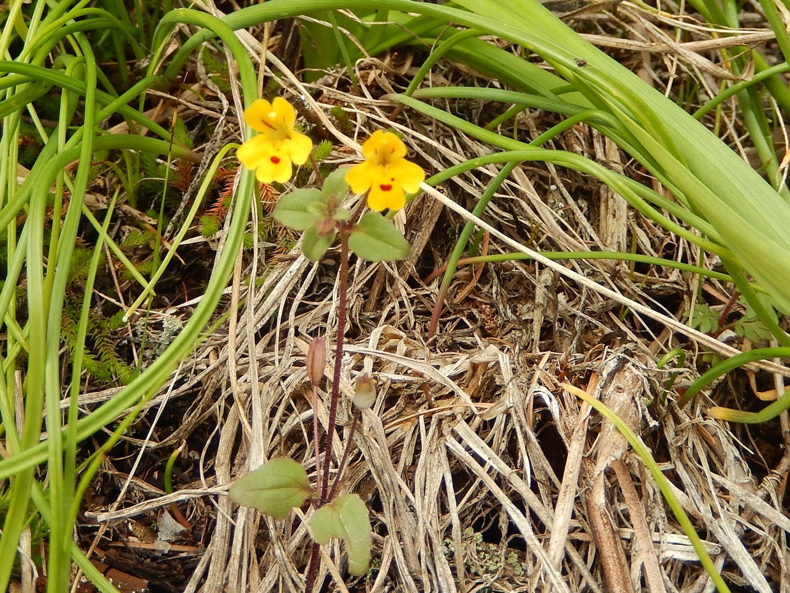 Powell River Books Blog Coastal BC Plants Chickweed Monkeyflower