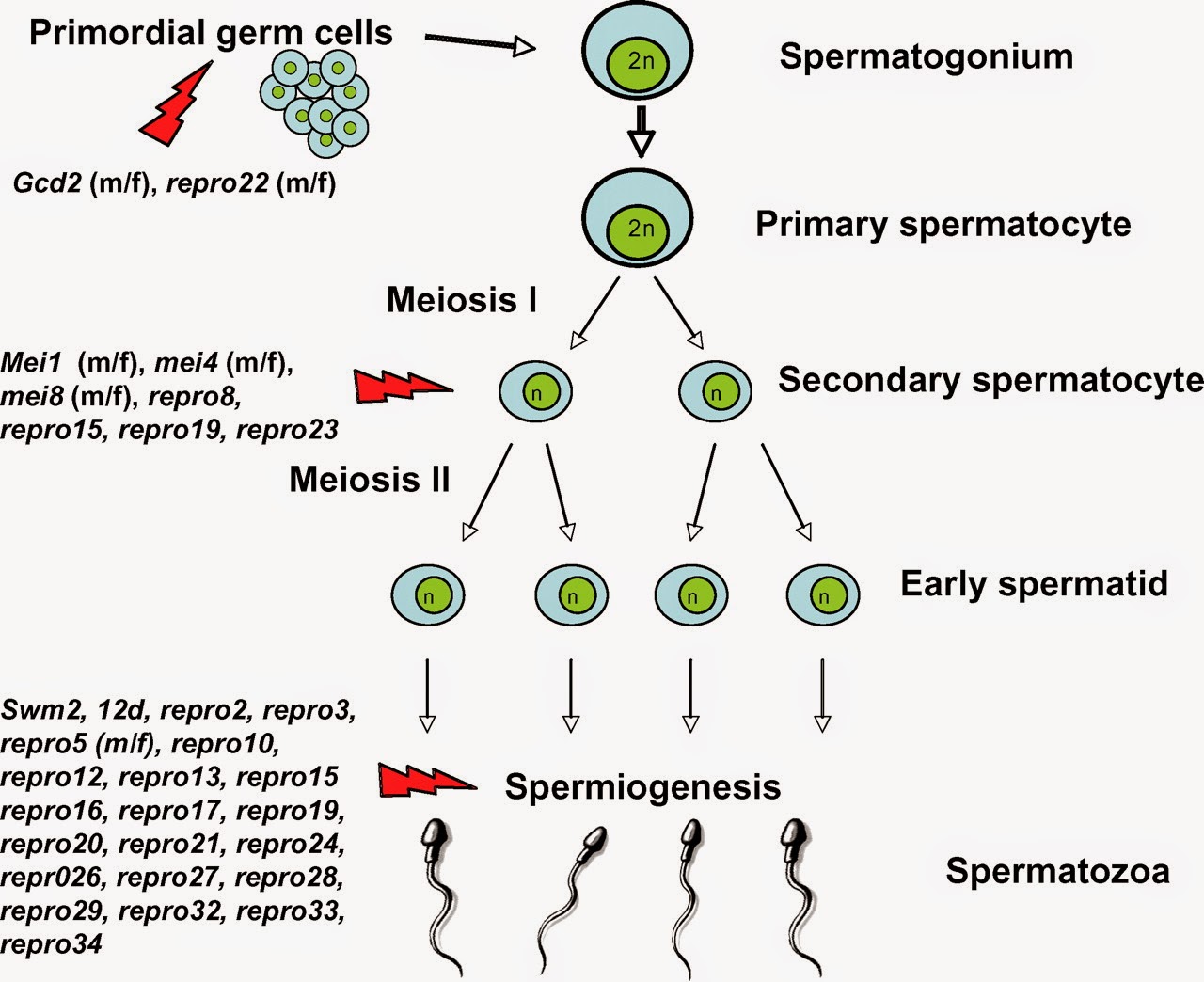 Bagan Spermatogenesis Dan Oogenesis Terbaru Skemaholic | My XXX Hot Girl