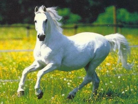 Bergerak Ciri Makhluk Hidup - Materi Pendidikan Dasar, SMP, SMA, Soal