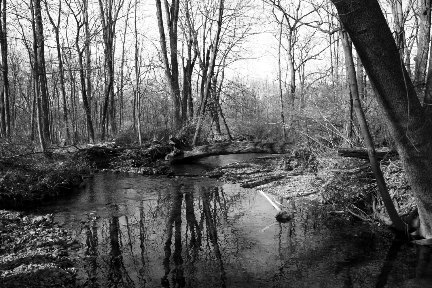 evelinabarry Black And White Digital Photography