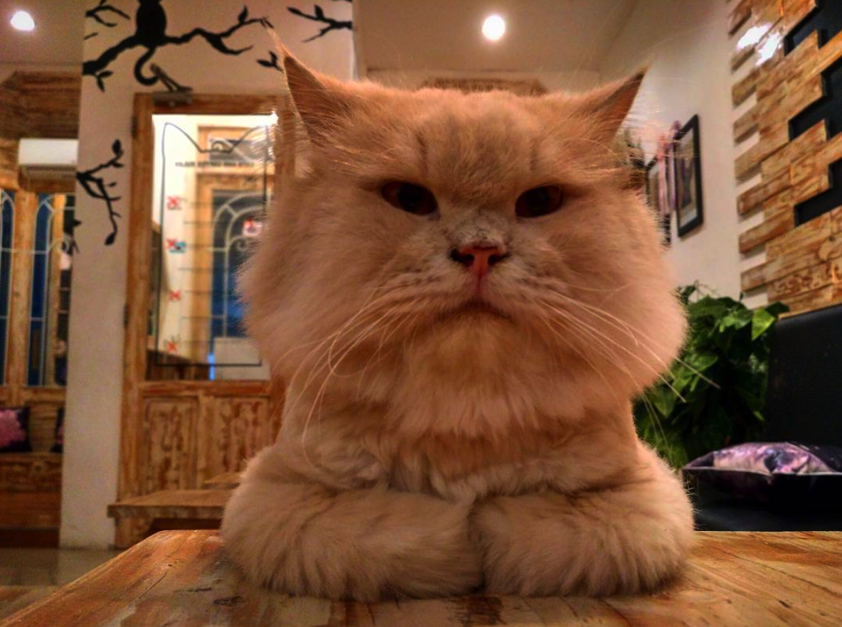 Info Travel Jogja: Meow, intip yuk Cat Cafe imut yang berada di jogja!