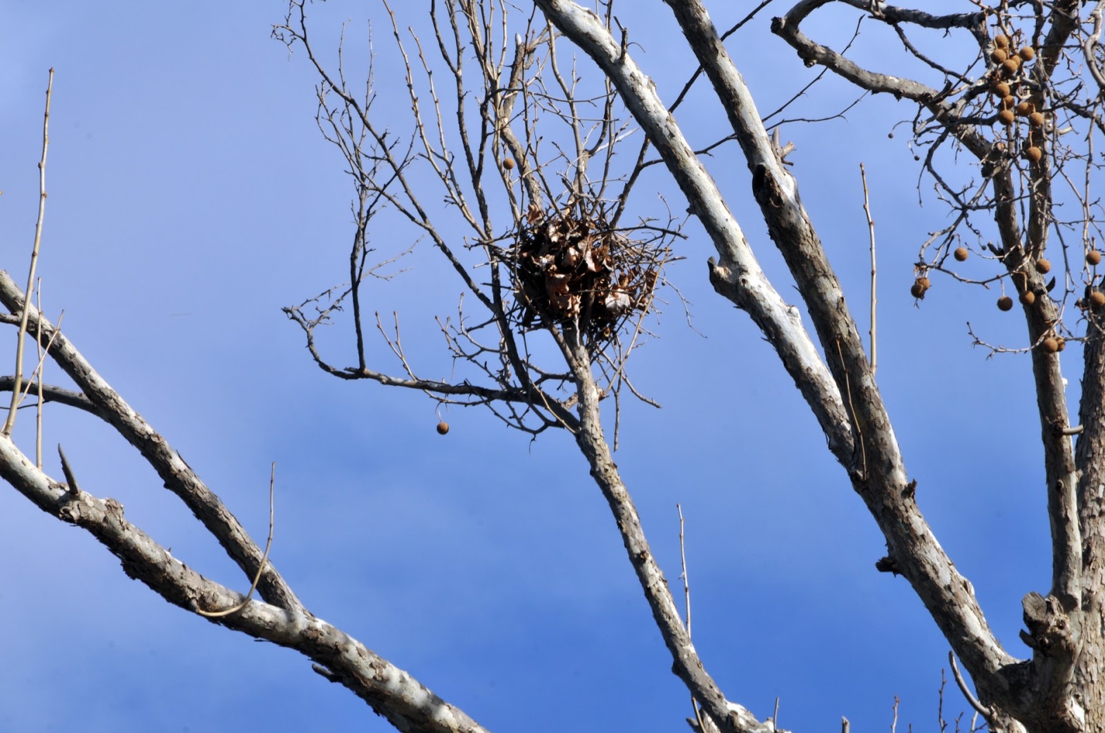 Share it! Science Fall Nature Walks Can You Spot a Bird's Nest?