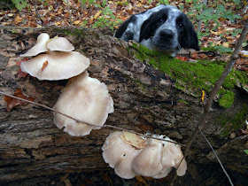 dog and oyster mushrooms