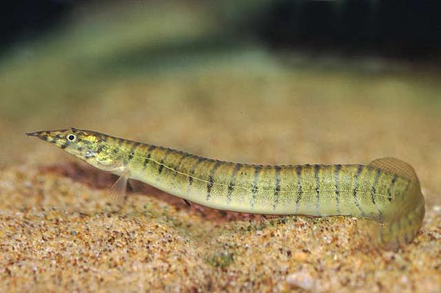 Tire track eel