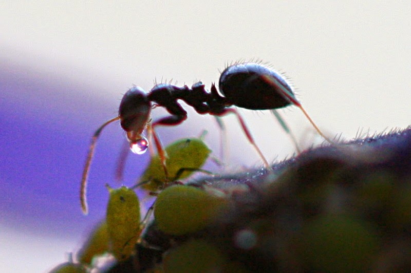 WHY ARE THE LEAVES ON MY LEMON TREE STICKY? The Garden of Eaden