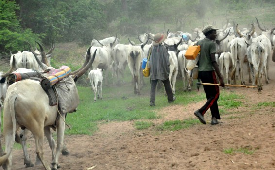 Youths of Attaukwu in Nkanu-West LG where herdsmen invaded, slaughtered their kinsmen protested against the dastardly act of the herdsmen