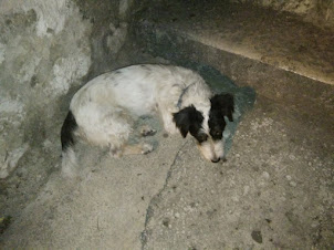 "Terrier Dog"  guarding the hill foot-steps leading to "Dubrovnik Youth Hostel".