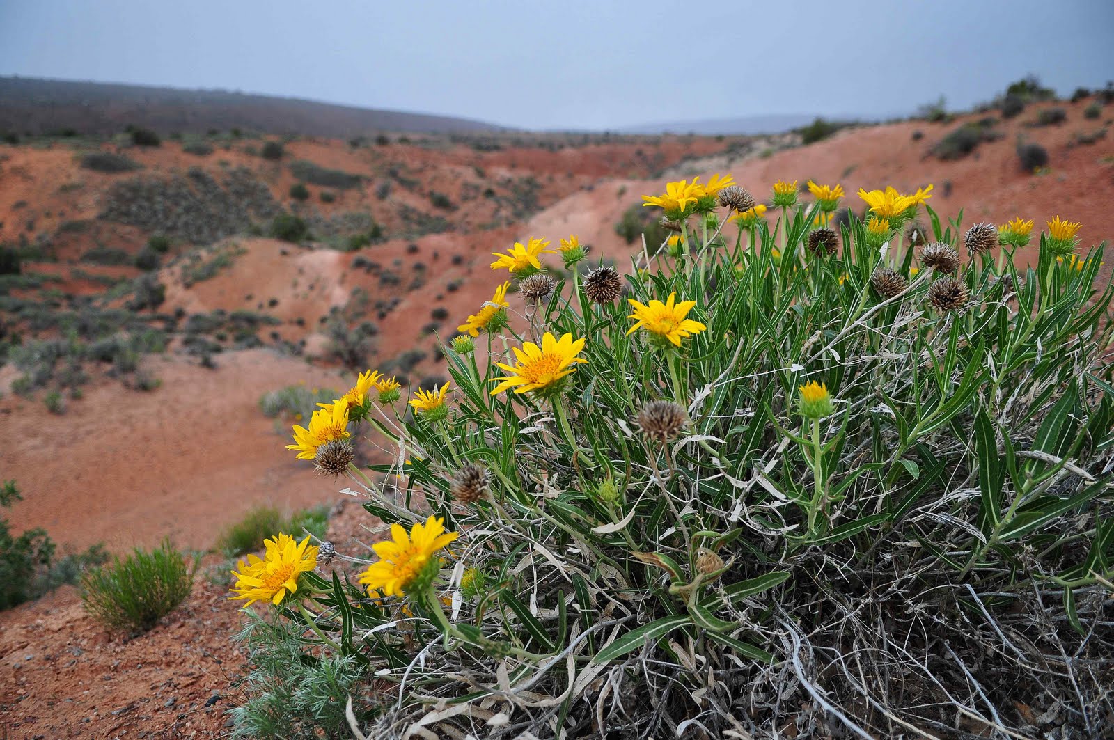 Nikon Sniper Wild Flowers Of Arches National Park