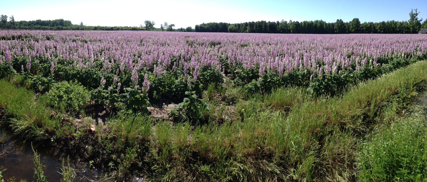 What Does Clary Sage Smell Like Brainy Breeze