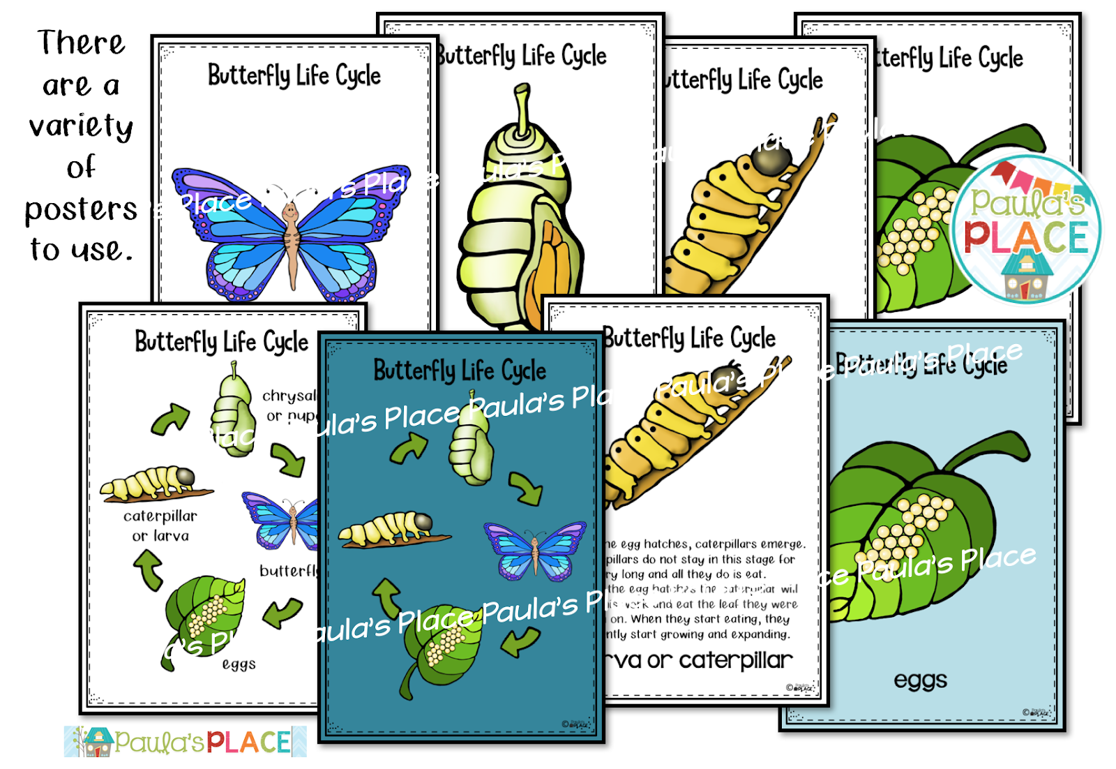 Life Cycle Of Butterfly Picture
