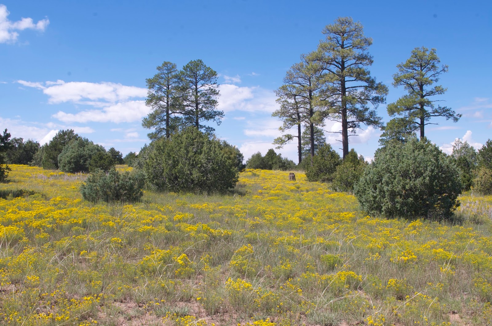 Southern New Mexico Explorer Glorieta Mesa ( NM 34, FR 124 ) Santa