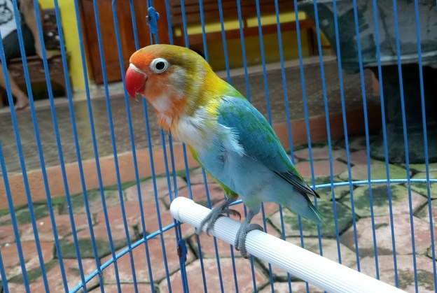 Kumpulan Jenis Warna Burung Lovebird Termahal Di Dunia Terlengkap