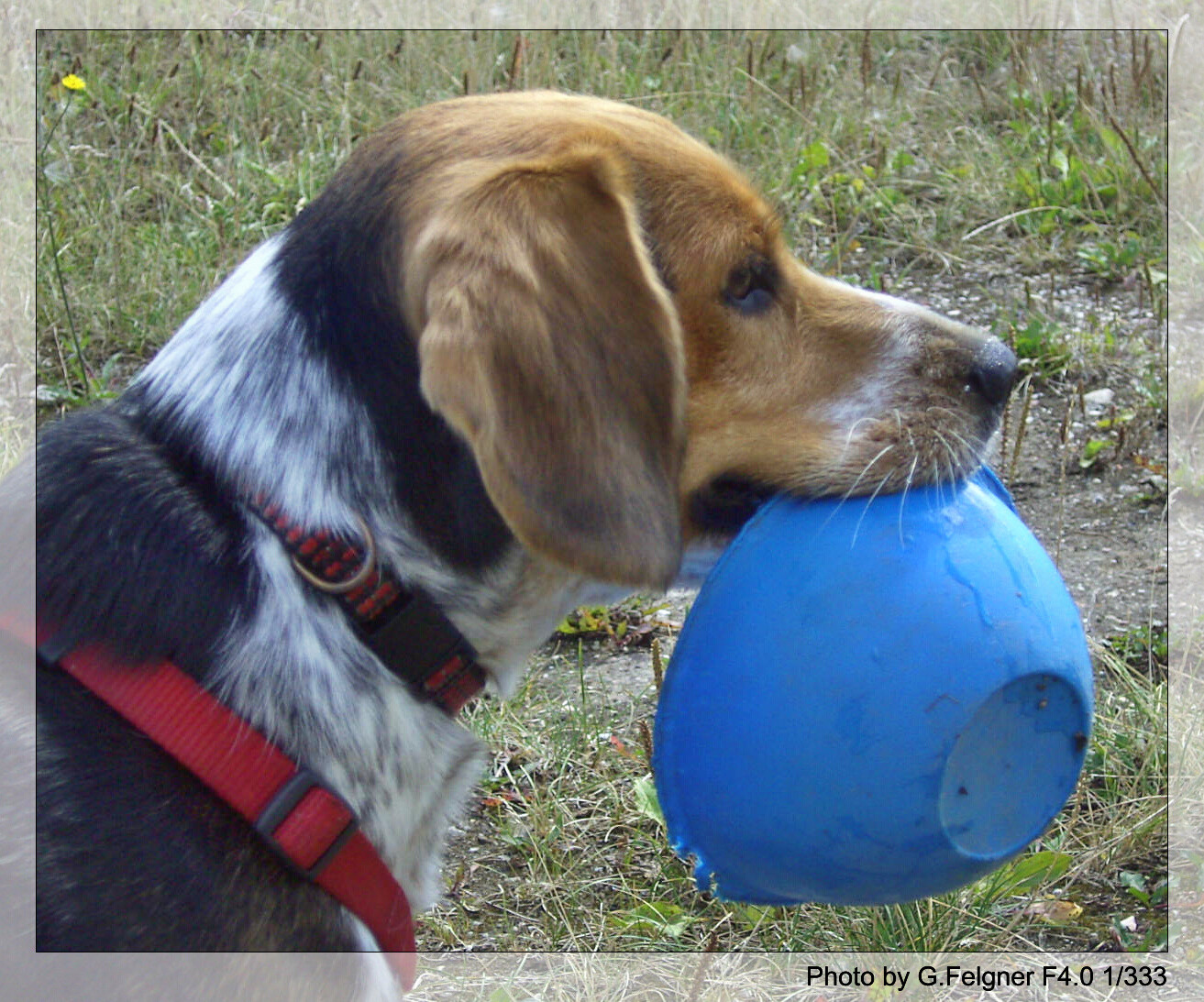 Tierisches Gartenarbeit