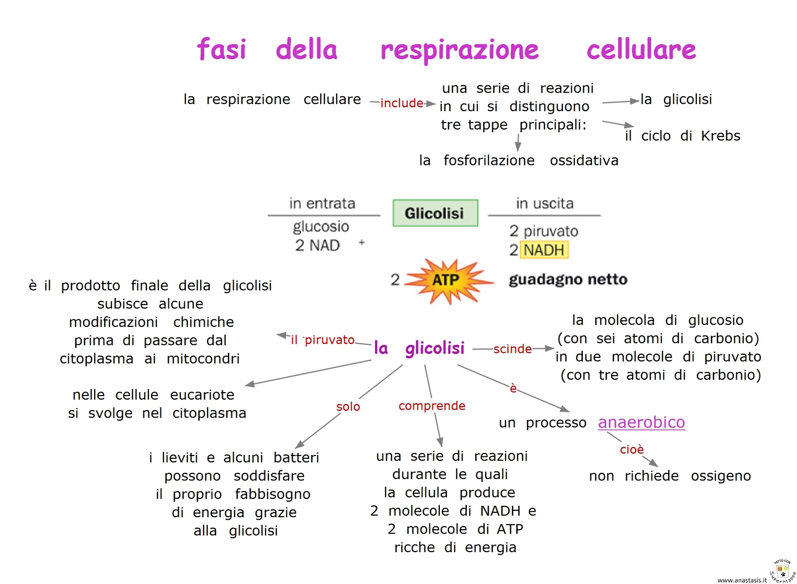 Paradiso delle mappe Fasi della respirazione
