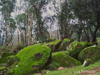 Me quedo con el musgo, el frío de la piedra para la foto que queda muy bien.