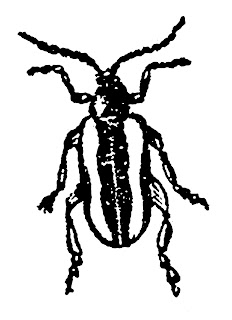 insect beetle bug illustration clipart digital stamp