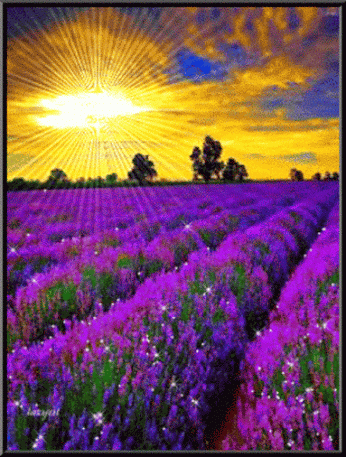 lavanda%2Banimada1.jpg