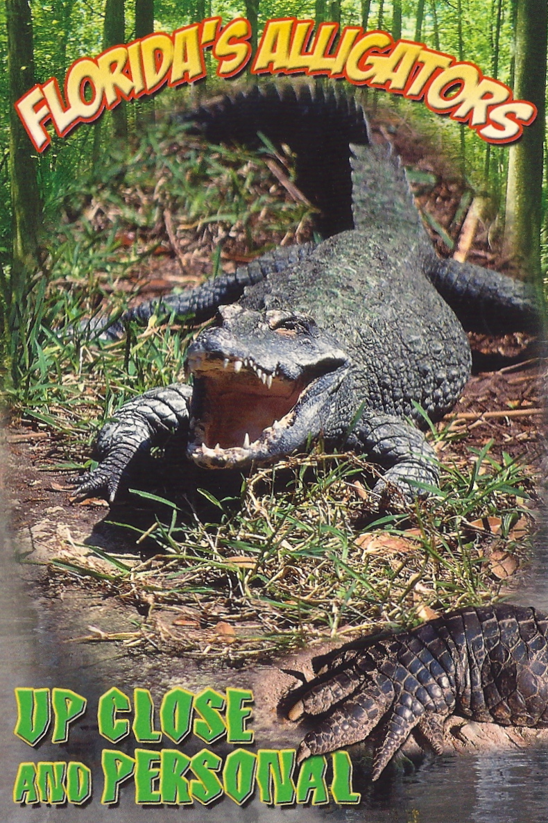 My Favorite Animal Postcards: Florida's Alligators, Up Close