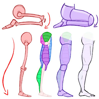 Learning drawing principles: legs