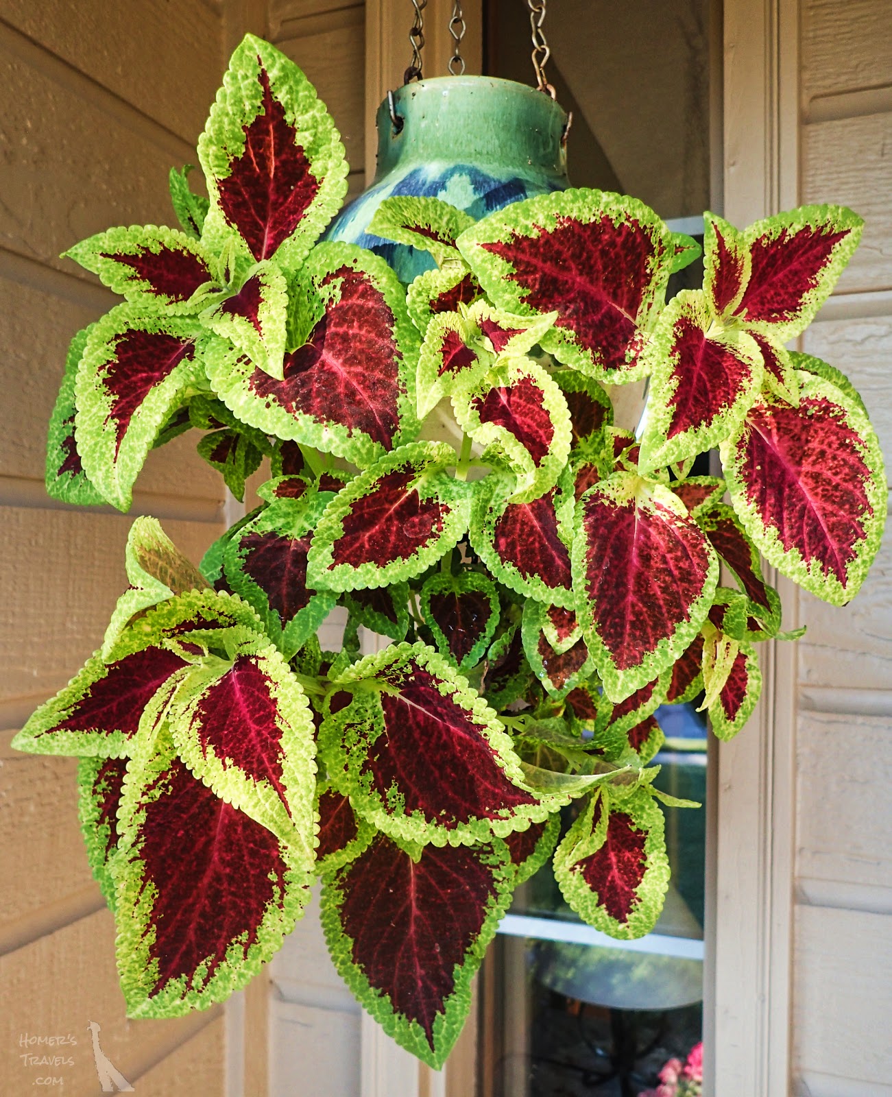 Homer's Travels Photograph "Hanging Coleus"