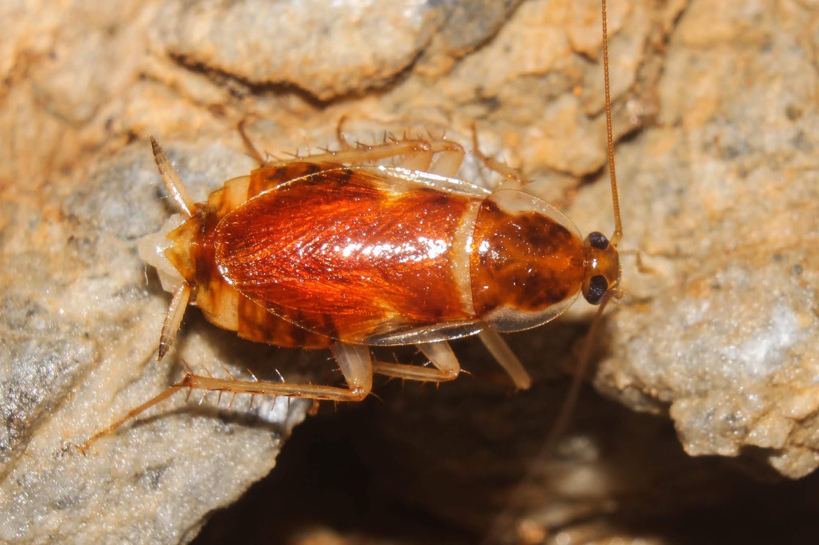 Biodiversity of Cyprus by NGO Protection of the Natural Heritage and ...