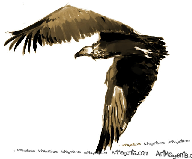 Cinereous Vulture sketch painting. Bird art drawing by illustrator Artmagenta