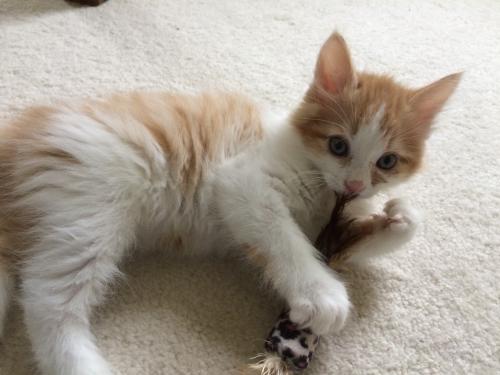What If A Cat Didn T Know How To Hiss What If A Cat Didn T Know How To Hiss