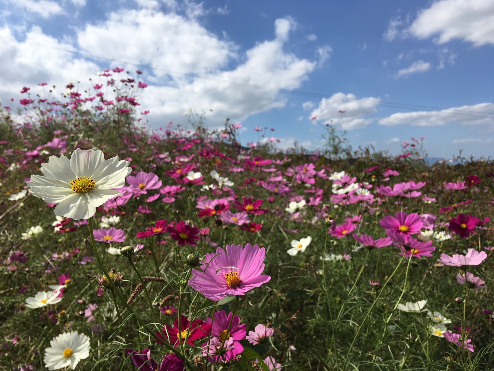 Miworld Rennes Brest 萌の里 のコスモス畑 熊本南阿蘇