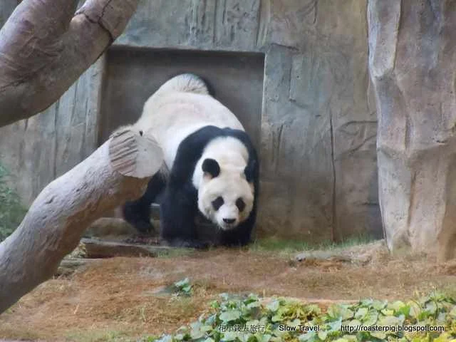 海洋公園熊貓安安佳佳