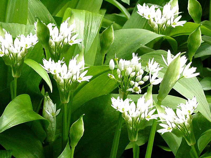 Домашние заготовки.: Черемша.