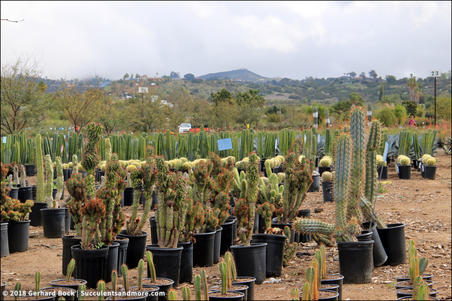 My first drivethrough nursery experience Evergreen Nursery in El Cajon, CA