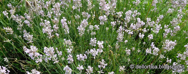 lavanda pianta aromatica e officinale nel giardino visitabile della fattoria didattica dell ortica a Savigno Valsamoggia Bologna vicino Zocca nell Appennino