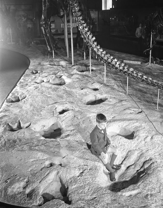 Brontosaurus Run DinoGoss: The American Museum Brontosaur - A History In Pictures