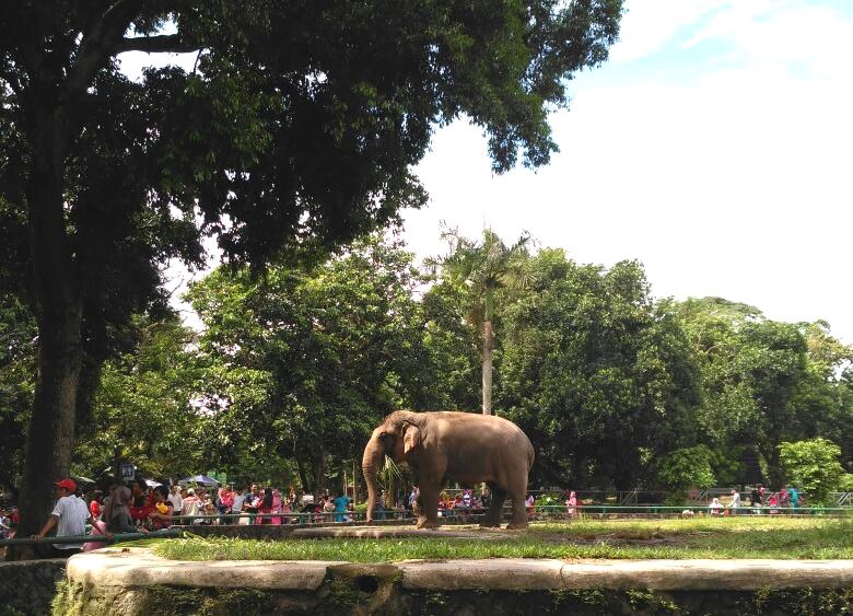 Tips Jalan Jalan Nyaman Ke Ragunan Rumika S Journey<script async src=