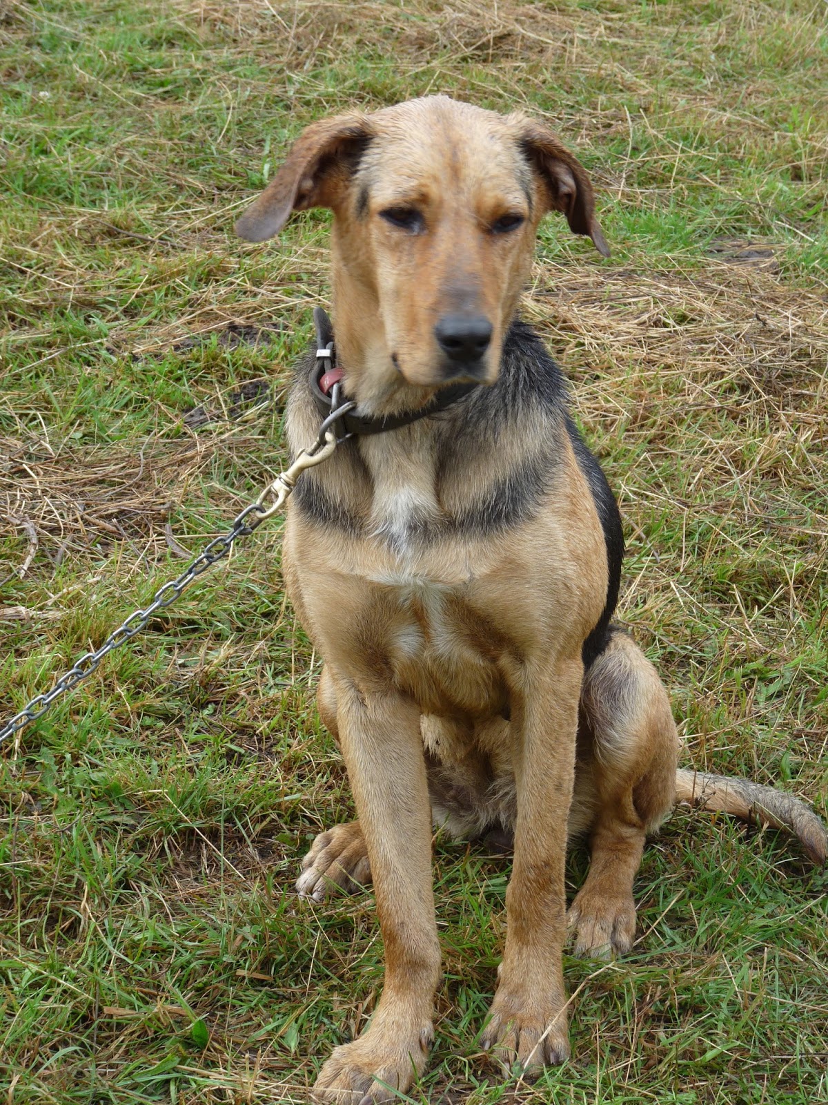 Woolshed 1 New Zealand farming. 1300 Names for NZ Farm Working Dogs